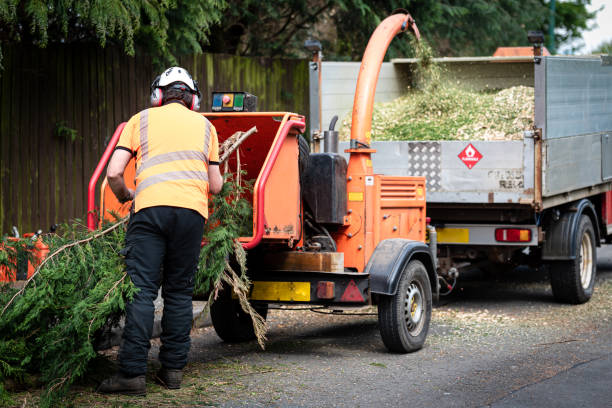 Best Tree Disease Treatment  in Melissa, TX